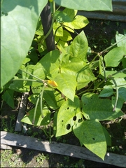 Phaseolus vulgaris