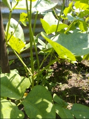 Phaseolus vulgaris