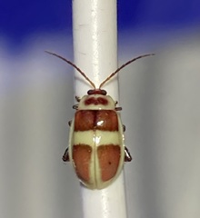 Asphaera discicollis