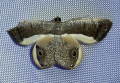 Opisthoxia