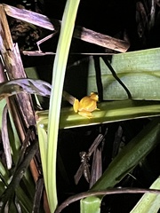 Dendropsophus microcephalus