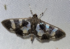 Desmia bajulalis