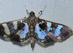 Desmia bajulalis