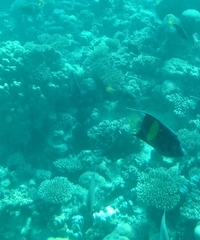 Pomacanthus maculosus