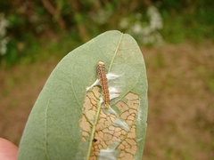 Filatima