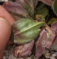 Eriogonum latens