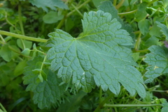 Lamium