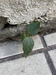 Commicarpus scandens