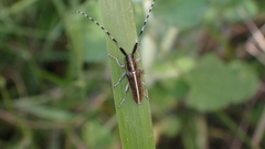 Agapanthia suturalis