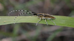 Agapanthia suturalis