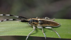 Agapanthia suturalis
