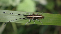 Agapanthia suturalis