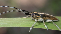 Agapanthia suturalis
