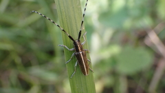 Agapanthia suturalis