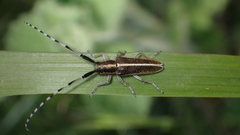 Agapanthia suturalis