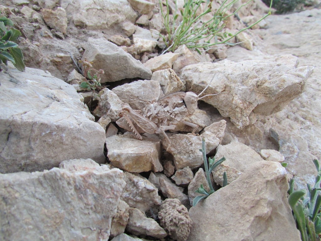 Saxetania spinosa