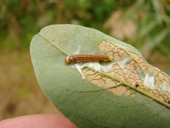 Filatima
