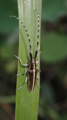 Agapanthia suturalis