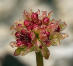 Eriogonum latens