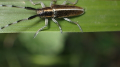 Agapanthia suturalis