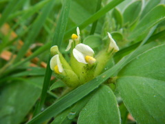 Tripodion tetraphyllum