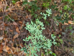Calicotome spinosa