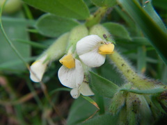 Tripodion tetraphyllum