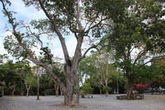 Pterocarpus indicus