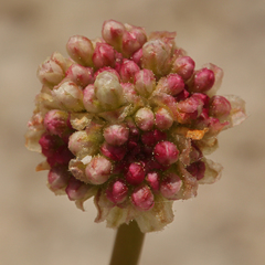 Eriogonum latens