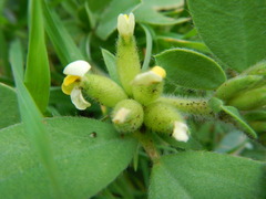 Tripodion tetraphyllum