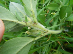 Tripodion tetraphyllum
