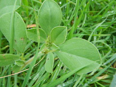 Tripodion tetraphyllum
