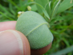 Tripodion tetraphyllum
