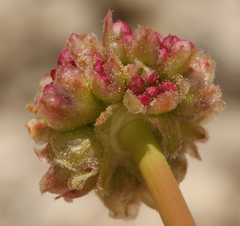 Eriogonum latens