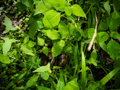 Arisaema stewardsonii
