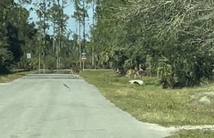 Odocoileus virginianus seminolus