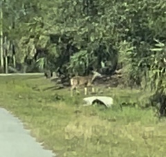 Odocoileus virginianus seminolus