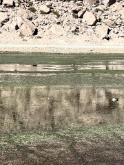 Oressochen melanopterus