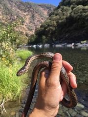 Thamnophis couchii