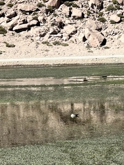 Oressochen melanopterus