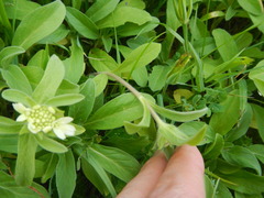 Lomelosia prolifera