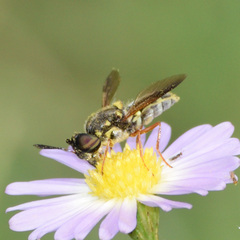 Hoplitimyia constans