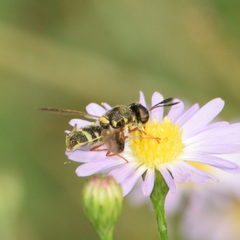 Hoplitimyia constans