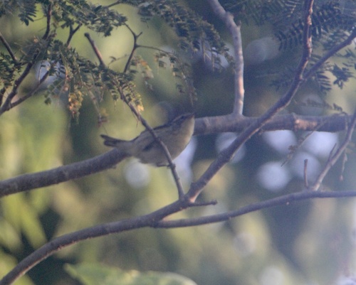 Blackburnian Warbler (Setophaga fusca)