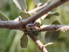 Drymaeus multilineatus
