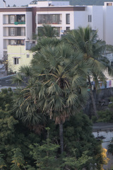 Borassus flabellifer