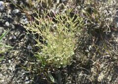 Centaurium pulchellum
