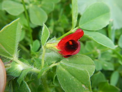 Lotus tetragonolobus