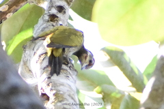 Chrysophlegma flavinucha