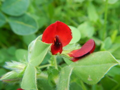 Lotus tetragonolobus